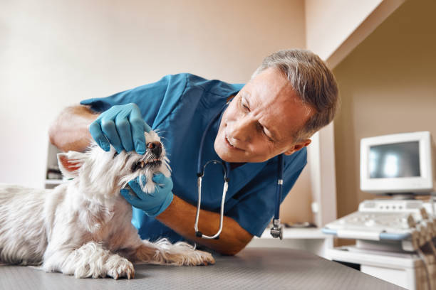 Best Emergency Root Canal Treatment in Pinckneyvle, IL